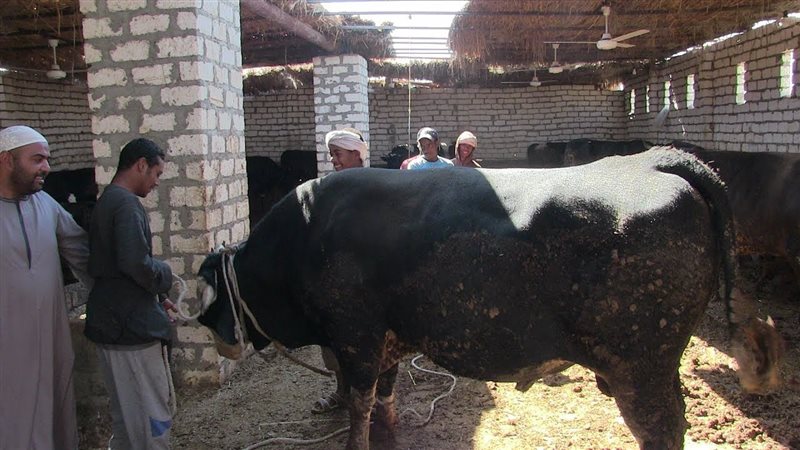 زرايب المواشي