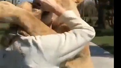 أسدان يحتضنان امرأة بعد فراق 7 سنوات|فيديو