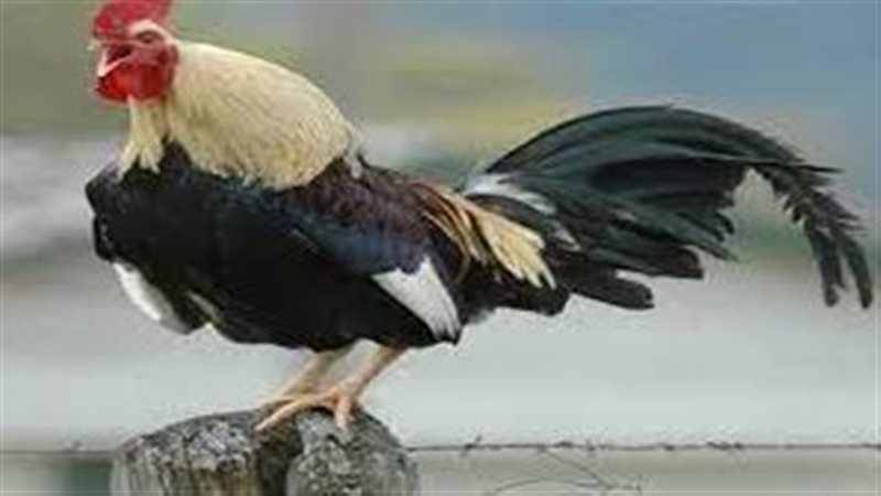تفسير حلم صياح الديك