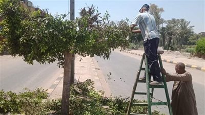 قص وتقليم الأشجار بطريق مصر أسيوط بمدينة الحوامدية | صور