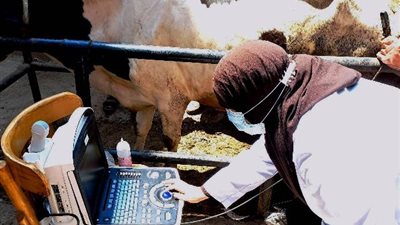 بيطري الشرقية: مسح تناسلي وتلقيح اصطناعي لـ11 ألف رأس ماشية