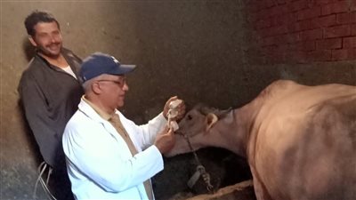 ضبط أغذية فاسدة وإطلاق حملات تحصين.. نشاط مديريات الطب البيطري في أسبوع 