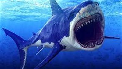 تفسير حلم الحوت في المنام وعلاقته بالهموم والأحزان والفشل 