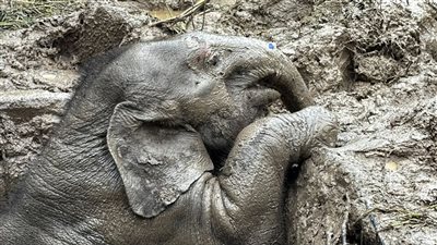 عملية إنقاذ صعبة لفيلين تتكلل بالنجاح