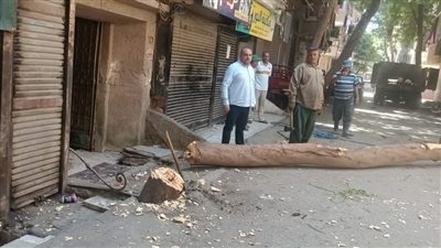 قطع شجرة مائلة تعوق حركة المرور بأحد شوارع العمرانية|صور