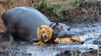 فرس نهر يهاجم ثلاثة أسود | فيديو 