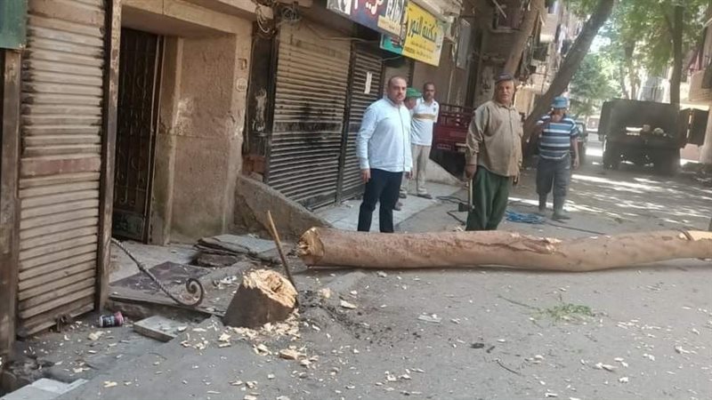 قطع شجرة قديمة بالعمرانية