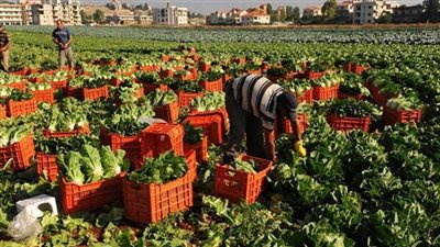  التصديري للحاصلات الزراعية ينظم برنامجا تدريبيا بهدف التأكد من جودة الموردين 