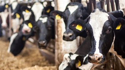 نوبات عصبية ثم موت.. حالة غريبة للماشية في كرواتيا