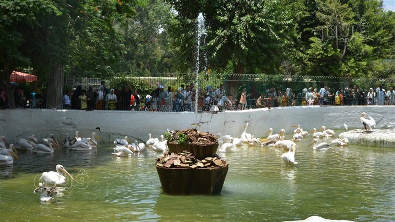 حديقة حيوان بالجيزة