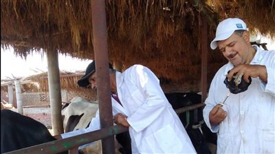 طب بيطري دمياط تستكمل حملات تحصين المواشي ضد الحمى القلاعية والوادى المتصدع