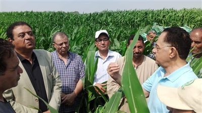 الحكومة تستجيب للبرلمان لبحث أزمة دودة الذرة بشبين الكوم