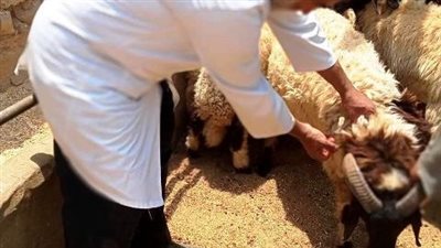 بيطري الشرقية يحصن 5 آلاف رأس ماشية ويعقد 17 ندوة إرشادية 