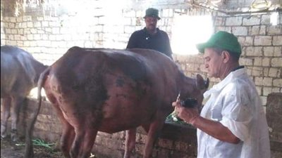محافظ دمياط تتابع حملات تحصين الماشية ضد الحمى القلاعية 