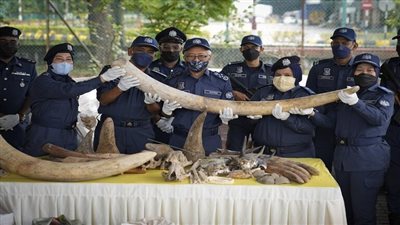 ماليزيا تصادر أنياب أفيال وحراشف آكل النمل بـ 18 مليون دولار 