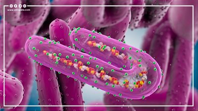بعد تفشيه في دولة إفريقية.. ما هو فيروس ماربورج | فيديو جراف