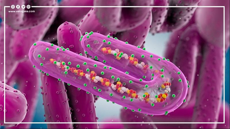 فيروس ماربورج
