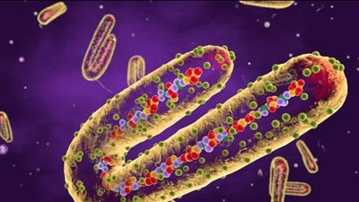 بعد إعلانه وباء قاتلا.. رسالة هاني الناظر عن فيروس ماربوج في مصر 