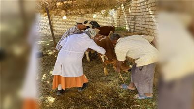 تحصين 3411 رأس ماشية ضد الحمى القلاعية بالوادي الجديد (صور)