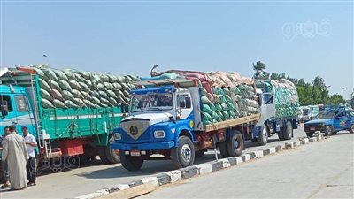 محافظ بني سويف: استمرار استلام القمح في 4 مواقع 