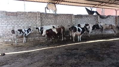 تحصين 27 ألف رأس ماشية ضد الحمى القلاعية في الدقهلية 