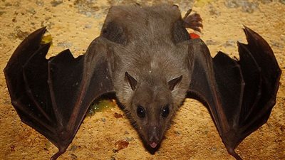 شبيه كورونا.. فيروس جديد مقاوم للقاحات موجود في الخفافيش الروسية