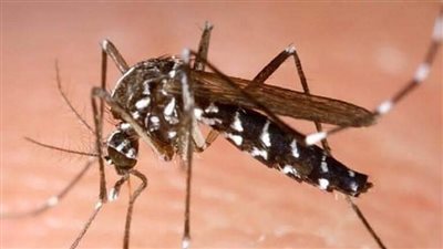 عدوانية ضد البشر.. بعوضة النمر تثير الذعر في الجزائر 