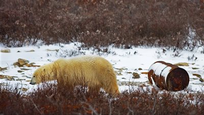 هددت الدببة بالانقراض.. مخلفات الطعام تضع بعض الحيوانات القطبية في مأزق