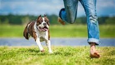 تفسير حلم مطاردة الكلاب في المنام وعلاقته بالإحساس بالضعف وقلة الحيلة 