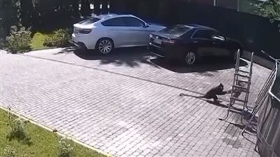 واقعة غريبة.. قرد يهاجم طفلة ويحاول خطفها 