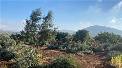 إسرائيليون يقطعون أشجار الزيتون في رام الله.. ومسيرات فلسطينية بالضفة رفضًا للاستيطان