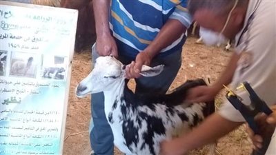 تحصين 123 ألف رأس ماشية ضد الحمى القلاعية والوادي المتصدع بالبحيرة