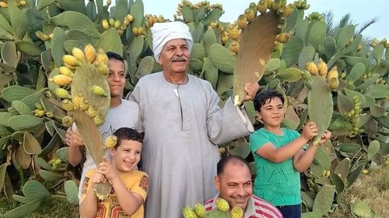 حصاد التين الشوكي