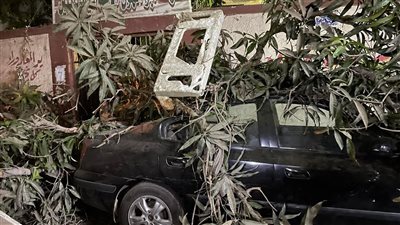 سقوط جذع شجرة كبيرة بجوار مدرسة يثير الذعر بشارع خوفو في الجيزة | صور