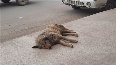 ارتفاع بإصابات داء الكلب في سوريا وسط نقص حاد في اللقاحات