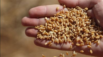 أخبار مصر | التموين تتعاقد على 240 ألف طن قمح روسي.. والأرصاد تحذر من سقوط أمطار على تلك المناطق