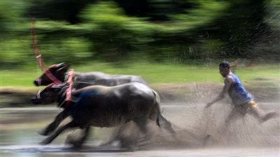  سباق الجاموس في تايلاند.. تفاصيل تقليد سنوي احتفالا ببدء زراعة الأرز | صور