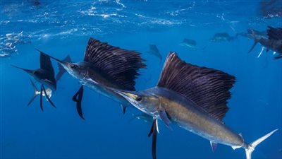 في حادث غريب.. سمكة تقفز من المياه وتطعن امرأة على الشاطئ بسواحل فلوريدا