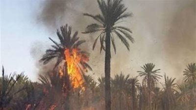 تفحم 200 نخلة على مساحة 4 أفدنة بالوادي الجديد