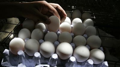 حملات المقاطعة تهبط بأسعار البيض لـ67 جنيه.. ووزارة الزراعة تطرح الكرتونة بـ64 