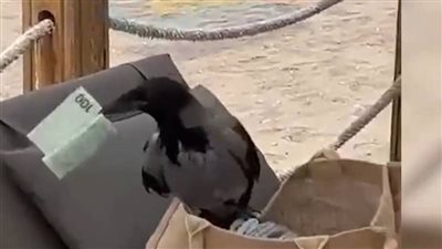 غراب ينشل 100 يورو بشكل طريف|فيديو 