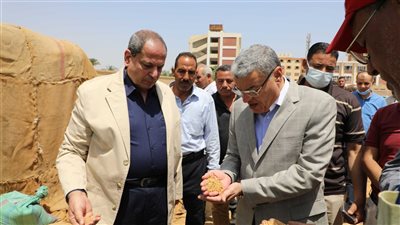 شون وصوامع المنيا تستقبل 499 ألفا و562 طن قمح 