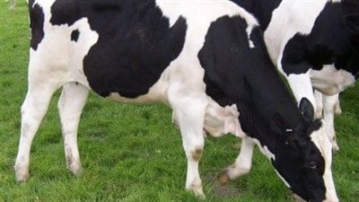 صندوق التأمين على المواشي: نضمن الرعاية الصحية للماشية حفاظا على الثروة الحيوانية