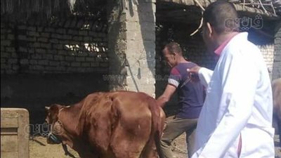حملة بيطرية لتحصين الماشية ضد الحمى القلاعية والوادي المتصدع ببني سويف 