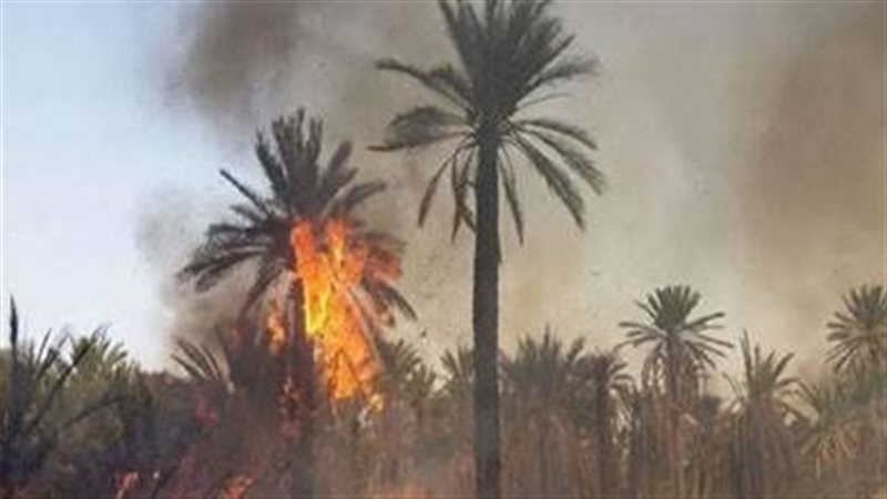 حريق بمزارع نخيل