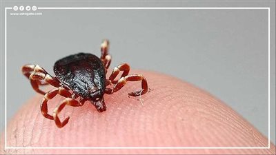 تقتل ثلث المصابين بها.. ماذا نعرف عن حمى 