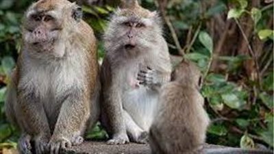 قردان يهاجمان فتاة في حديقة حيوان بالمكسيك | فيديو 