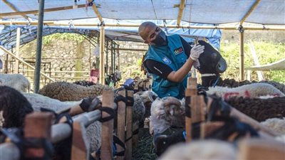 الحمى القلاعية تتوغل بين الماشية في إندونيسيا وفرض قيود بالدول المجاورة