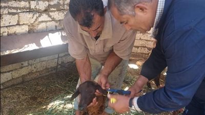 تحصين أكثر من 18 ألف رأس ماشية ضد الحمى القلاعية والوادي المتصدع بالإسماعيلية