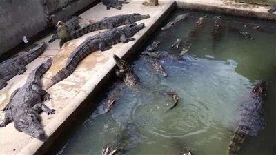 وفاة أمريكية بعد سقوطها في بركة تماسيح